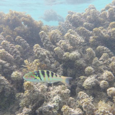 Catamaran Amaya - Sejour Insolite Sur Le Lagon De Moorea Hauru Dış mekan fotoğraf